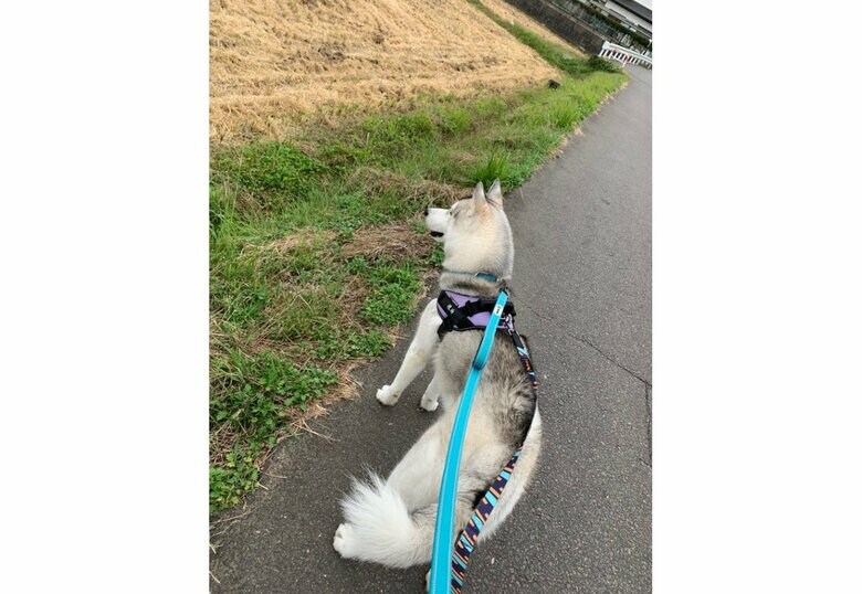 散歩中に何かを見つめる琥珀くん（提供：misaさん）