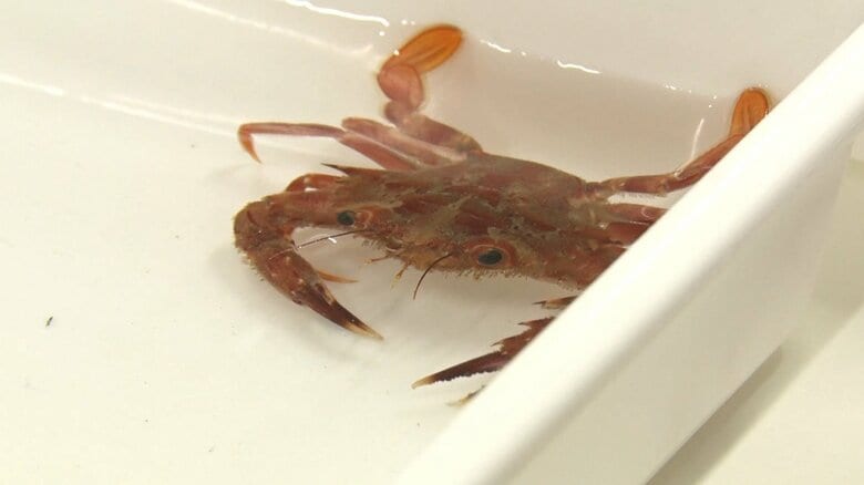 「ベニイシガニ」（暖水性）も新たに確認された