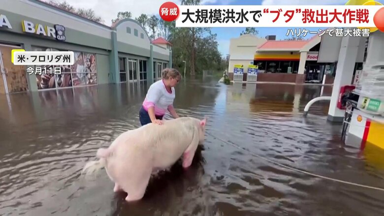 くくりつけたロープを引っ張り浅瀬に連れていこうとする男性