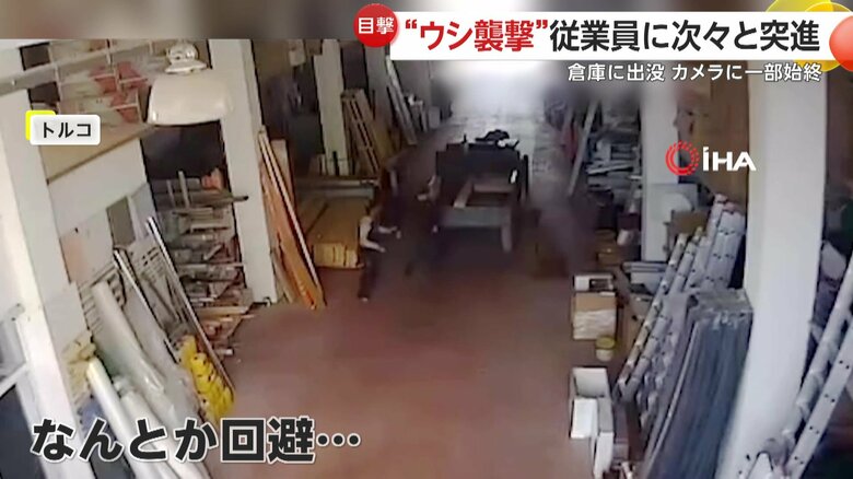 作業中の従業員3人組がいた牛が狙いを定めた室内
