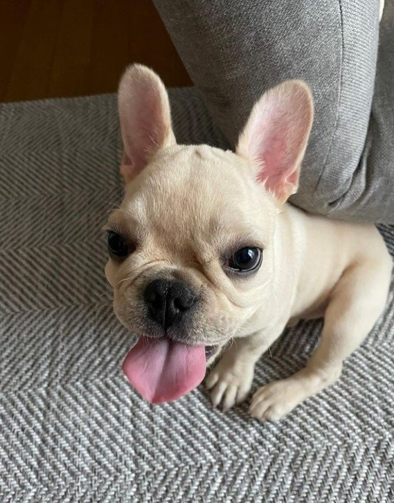 提供：みるくちゃん