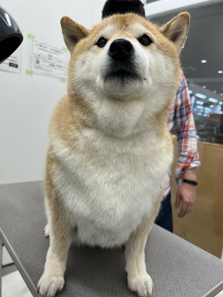 ドライヤーは苦手　チーンといった表情