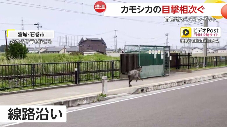 住宅街の歩道を軽快に走っていたかと思うと、振り返り人間の様子をうかがっていたというカモシカ