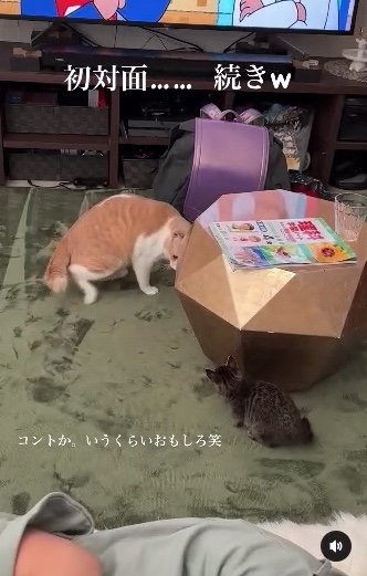 提供：たーにゃ。さん