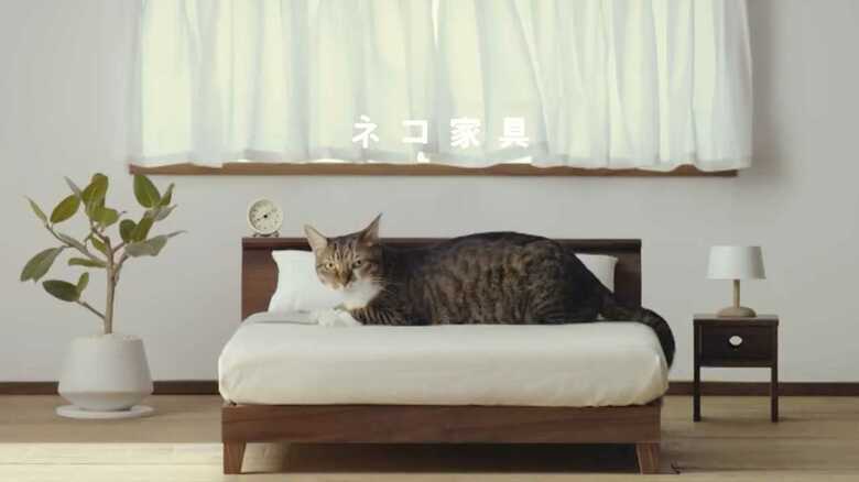 ネコ家具「ベッド」にのる猫