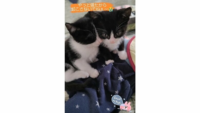 蓮慈くんの上でくっつく凪くん（左）とリヴァイくん（右）