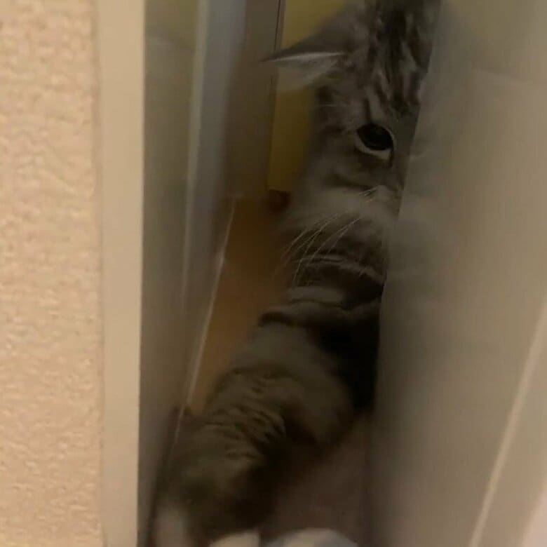 小さな頃は狭いところに良く入っていた