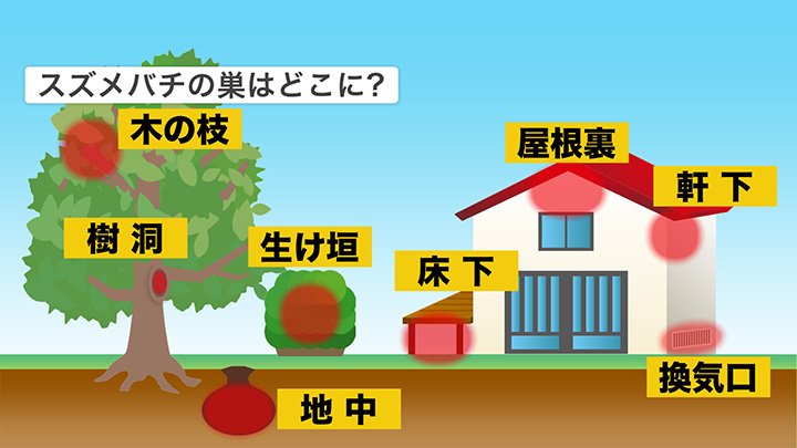 スズメバチの巣 一番多いのは「庭木」