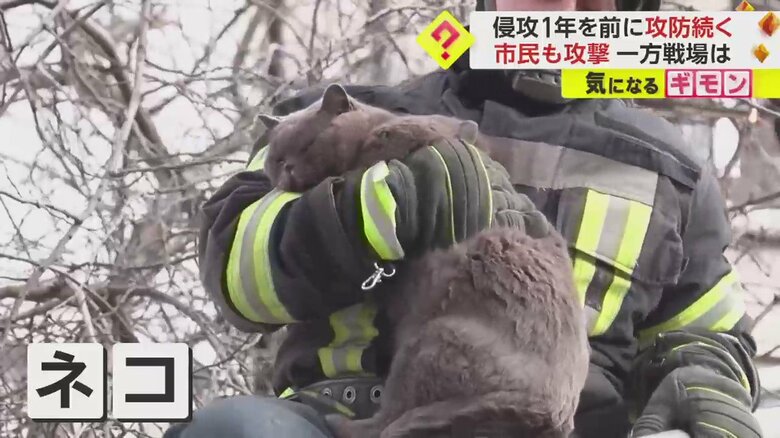 ミサイル攻撃を受けた現場からネコが救出される一部始終⑥