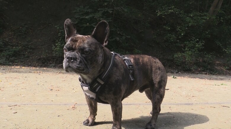散歩中の犬