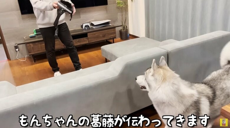 お散歩には行きたいけれど、ハーネスはイヤ！