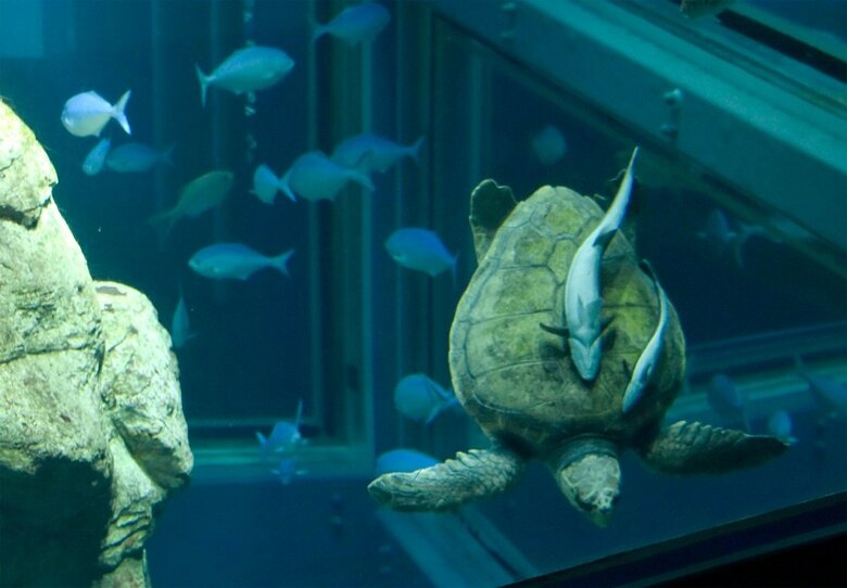 アカウミガメの甲羅にくっついているコバンザメ（提供：大阪 海遊館）