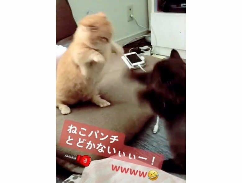 提供：サスケと小春さん