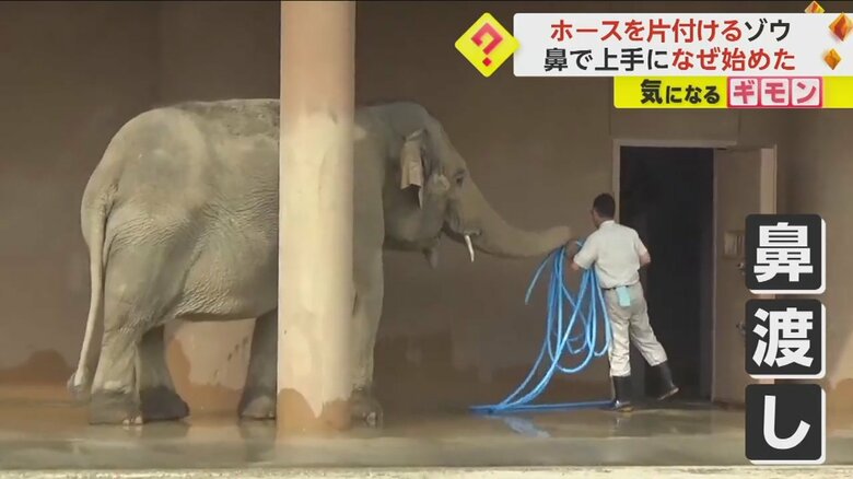 ゾウがホースを鼻で巻いて、飼育員に渡す様子⑦