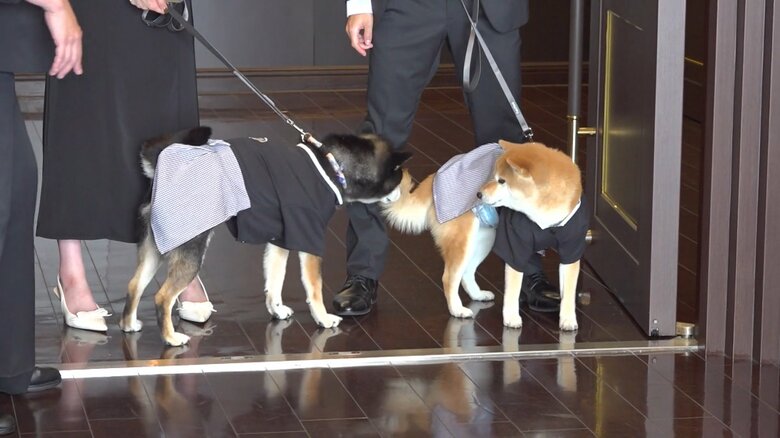 指輪を運ぶ“リングボーイ”を務めた柴犬の「との」と「こてつ」