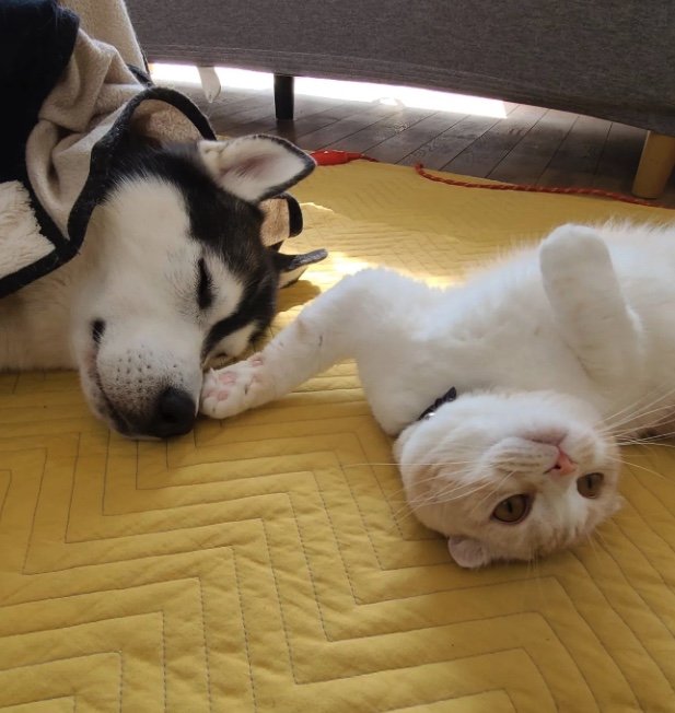 提供：犬と猫の親バカ日記さん