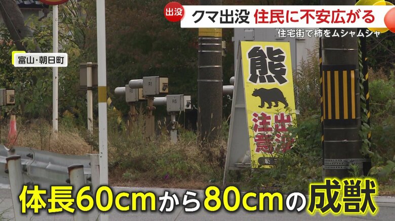 出没したクマは体長60センチから80センチの成獣