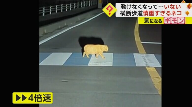 ゆっくり歩くネコの映像を４倍速した映像