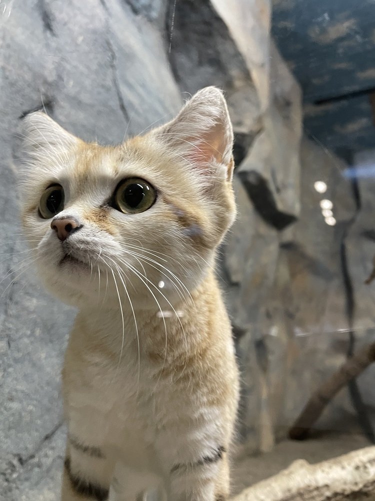 ※アミーラ　撮影日2022年２月17日（画像提供：那須どうぶつ王国）