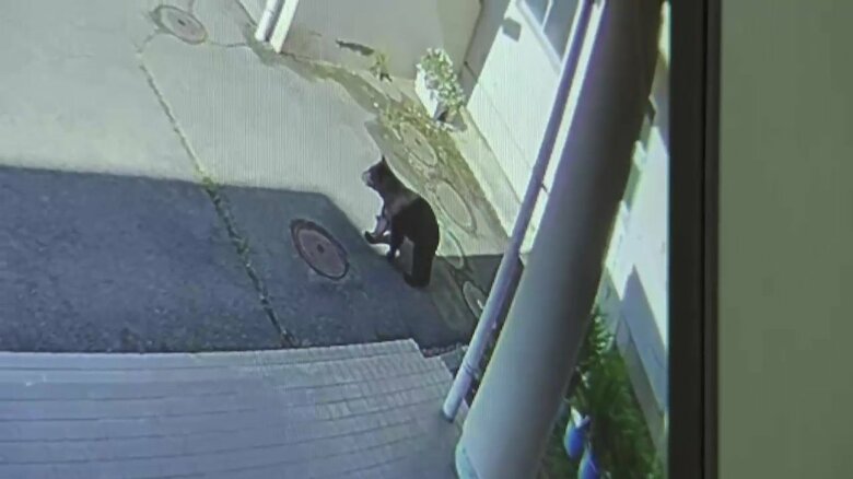 非常口から外へ逃げて行くクマ（一本木中学校防犯カメラ）