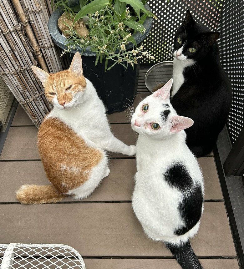 左から、とらくん、神泉くん、金ちゃん