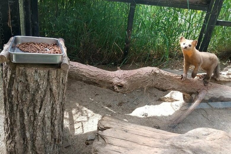 飼育員を警戒している（提供：釧路市動物園）