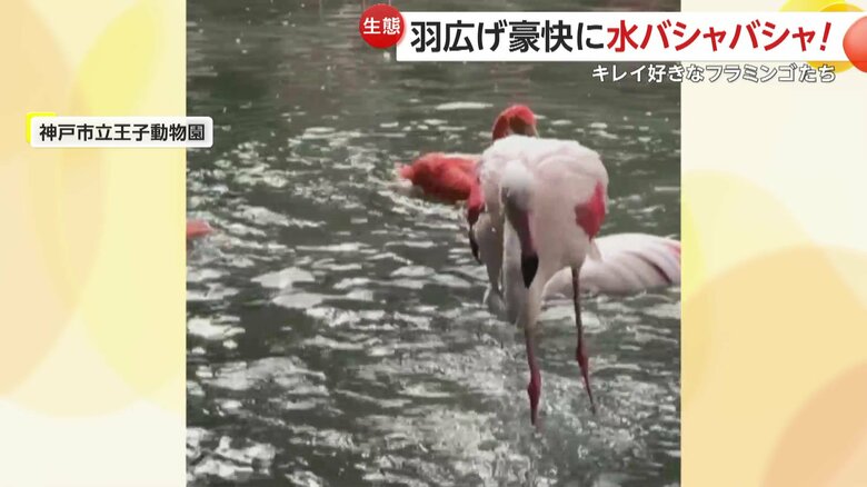 一番風呂に入るような気持ちよさを感じていたのかもしれないフラミンゴたち