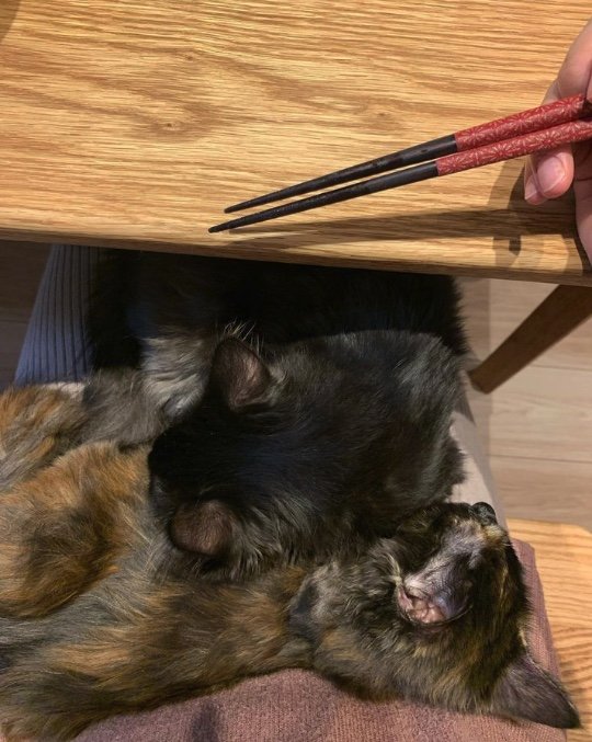 食事中もそばにいたいイナちゃんとタマちゃん（提供：イナタマグラムさん）