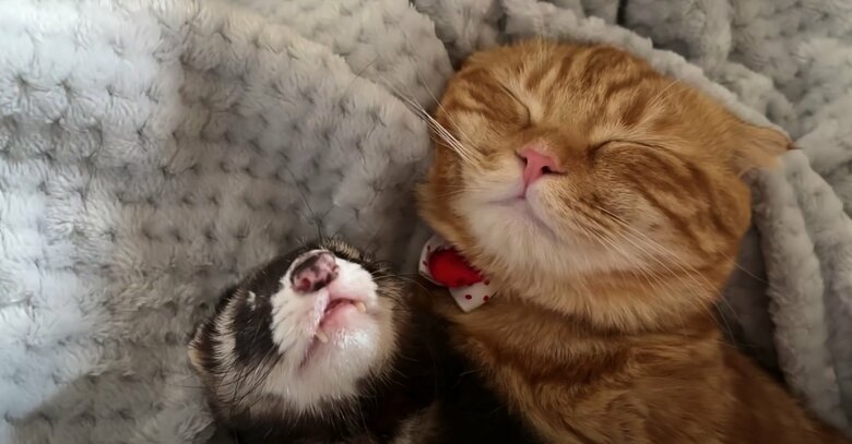 提供：IG @hinako_munchkinさん