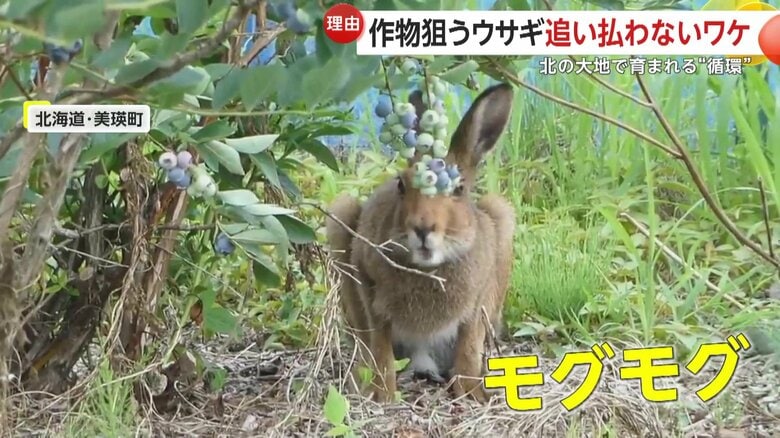 枝になっていた実をモグモグと食べ続けるウサギ