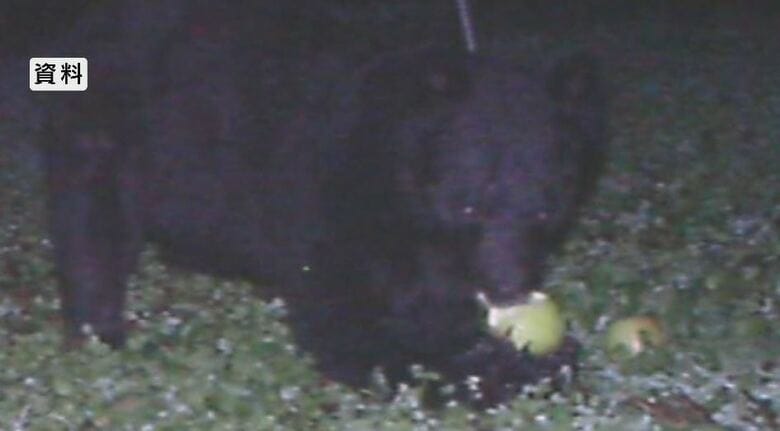 資料：クマ