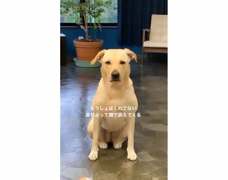 （提供：ラブラドール ルナさん）