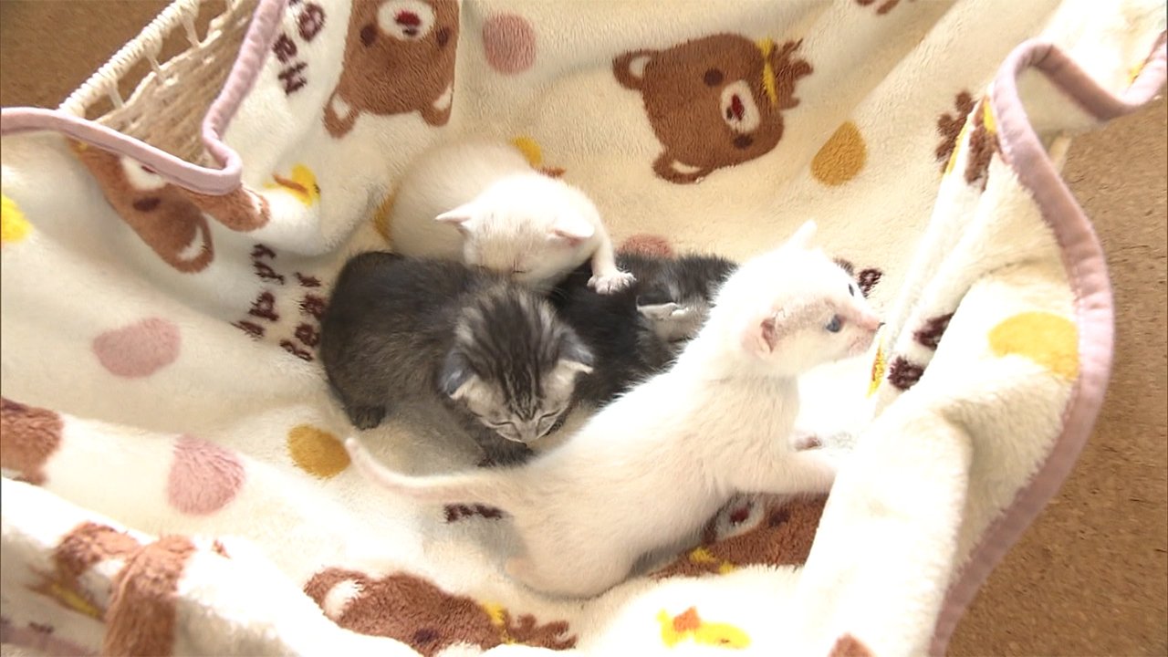 密封ゴミ袋に子ネコ4匹 「ニャー」かすかな声で保護(FNNプライム