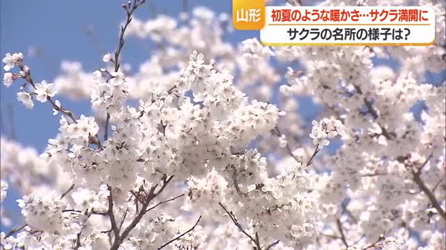 霞城公園のサクラは満開　馬見ヶ崎桜ラインはもう少し・8日からライトアップ始まる　山形