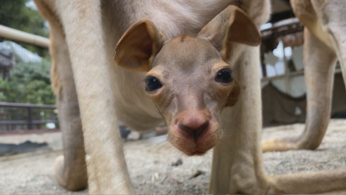 袋からひょっこり…カンガルーの赤ちゃん誕生 つぶらな瞳の新アイドル