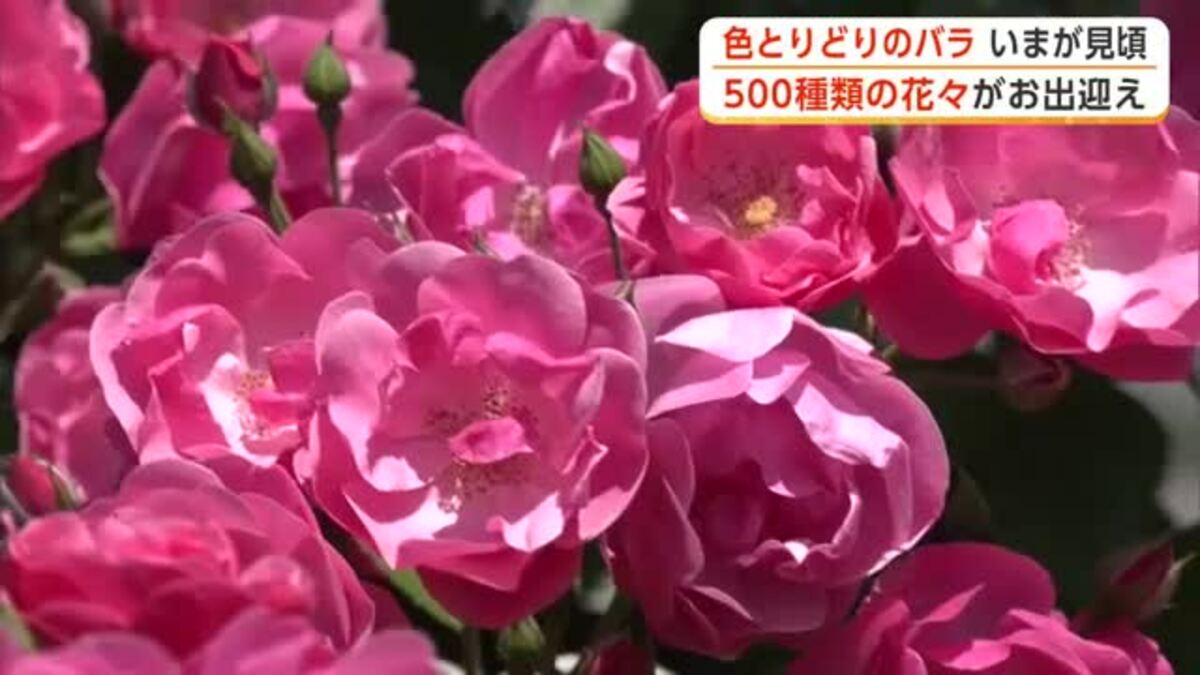 甘い香りに包まれて 石田ローズガーデン、色とりどりのバラ見頃 28日