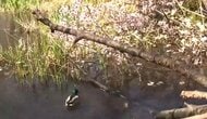 『咲いたまま倒れている！』ポッキリ折れたサクラの木が池の中に…枝の間をスイスイ”花見遊泳”するカモの姿も…北海道庁前庭の桜の木を襲った”春の強風”＜北海道札幌市＞