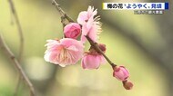 三原市「満汐梅林」梅の花が見ごろ　１０００本の梅の木　例年より２週間遅く　広島