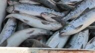 【北海道の秋サケ“激減”か】道総研が予測公表…2025年の記録的不漁から『さらに半減』の見込み「かなり厳しい」漁師から不安の声も＿秋サケ定置網漁は8月下旬に解禁