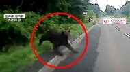 「まさか自分が…」飛び出してきたクマが口開き車“襲撃”　バンパーにくっきりと歯形残る　北海道・知内町