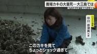 「被害数千万円、ショック過ぎて」今治・大三島のカキ養殖も壊滅的被害　出荷シーズンに“悔しさ”【愛媛】