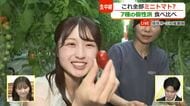 バチン！とはじける果汁　赤やオレンジだけじゃない…60分で7種類のトマトを食べ放題！　坂井市「三つ星農園」から生中継