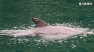 かみつきイルカが“音信不通” 海水浴客への被害防止へ県がGPSを装着も…2日の敦賀湾を最後に位置情報が受信できず【福井】