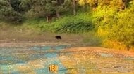 秋田市のゴルフ練習場にクマ出没　場内は一時騒然　けが人なし　生活圏での出没相次ぐ