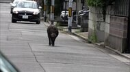 住宅街にイノシシが！パトカー出動も悠然と歩く姿…体長1.5mのクマも小学校のグラウンドに出没　秋田
