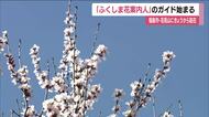 福島“花見山”の季節が到来　ふくしま花案内人の活動開始式　4月初めごろにはトウカイザクラが見ごろに