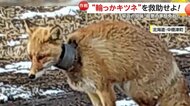 【緊迫】首に“太い輪っか”挟まったキツネの救出大作戦！「少し弱っていた」麻酔で眠らせ切断…長い間苦しんだ跡も　北海道・中標津町