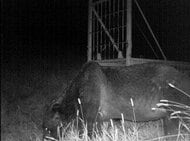 20日間で牛5頭襲われる…巨大グマ「OSO18」か 電気牧柵をものともせず、ハンターの目をかいくぐる被害の実態