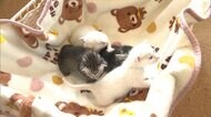 密封ゴミ袋に子ネコ4匹 「ニャー」かすかな声で保護
