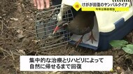 ケガのヤンバルクイナ 森に帰る 希少動物の事故多発